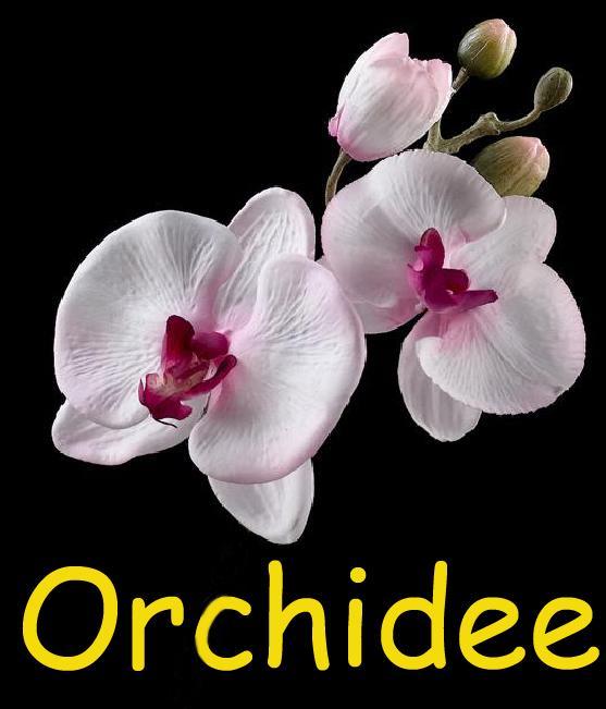 Ferienwohnung Orchidee Comines-Warneton Exterior foto